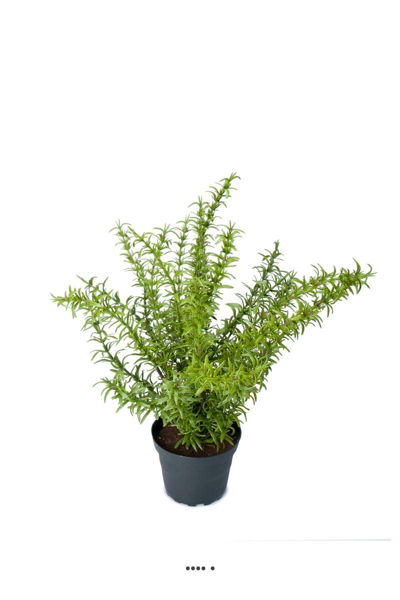 Romarin artificiel, herbe aromatique, en pot ...
