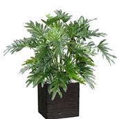 Philodendron Selloum artificiel en pot H75 cm