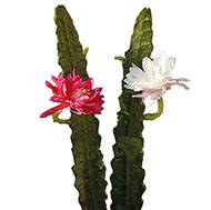 Joli cactus cierge artificiel en piquet H 52 cm avec sa fleur  Rose fushia