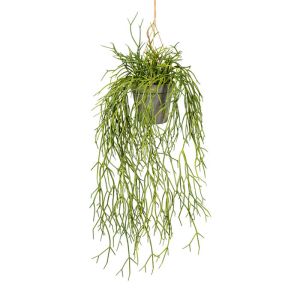 Fausse plante retombante rhipsalis L 60 cm vert