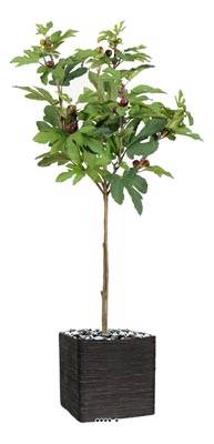 Figuier tige artificiel en pot avec fruits H 150 cm D 85 cm