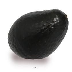 Avocat légume artificiel D6,50 cm et hauteur L10 cm sans lesté superbe
