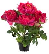 Pivoine artificielle en pot H 35 cm 4 fleurs et 2 boutons Rose fushia