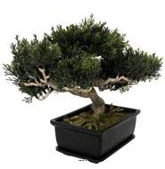 Bonsai artificiel Cedre H 23 cm 113 feuilles Lg 33 cm