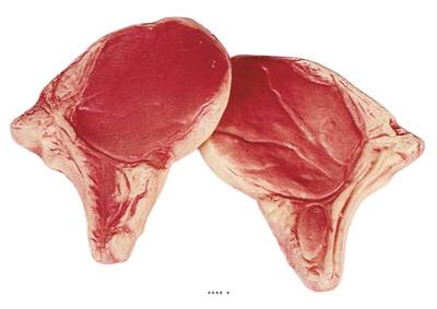 Cote de Porc crue artificielle X 2 en Plastique soufflé 135 x 100 mm