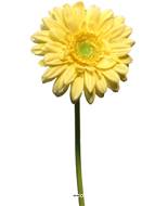 Gerbera artificiel, H 48 cm Jaune - BEST