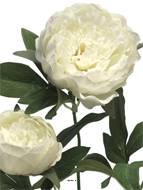 Pivoine artificielle ramifiée, 3 têtes, H 70 cm Crème -  BEST
