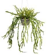 Rhipsalis artificiel, cactus gui, suspendu L 55 cm
