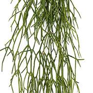 Chute de cactus rhipsalis artificiel L 60 cm l 20 cm