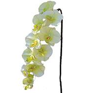 Superbe tige d'orchidée artificielle toucher réel 10 fleurons 110 cm Crème vert