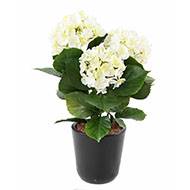 Hortensia artificiel 3 têtes en piquet pour extérieur H 45 cm Blanc