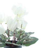 Cyclamen artificiel en pot 8 têtes H 24 cm Blanc jaune