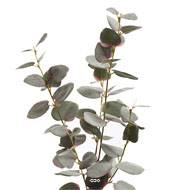 Eucalyptus artificiel en pot, H 47 cm, D 23 cm Vert-rose