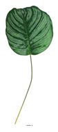 Feuille de Maranta artificielle en tissu H 40,5 cm