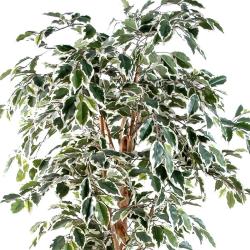 Ficus Benjamina artificiel Panache grande feuille 1 tronc naturel en pot tronc naturel H 180 cm Blanc-vert
