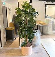 Monstera artificiel sur pied, en pot, H 160 cm