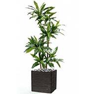 Dracaena artificiel 3 troncs en bois naturel en pot  H 95 cm Vert