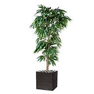 Manguier artificiel en pot 3 troncs en bois naturel Hauteur 180 cm