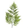 Feuille branche de Fougre artificielle des forts H 78 cm superbe