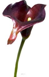 Arum calla fleur artificielle Aubergine H 42 cm Superbe