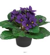 Saint Paulia artificiel en pot H 16 cm trs fleuri Pourpre