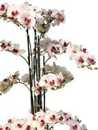 Orchidée Phalaenopsis factice Top Qualité & pot H140cm Rose-pâle-BEST