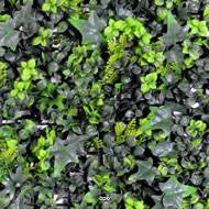 Plaque de Buis et Lierre factice mélangé 50x50cm dense anti UV 2000H