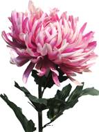 Chrysanthème artificiel, H 63 cm Rose - BEST