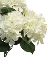 Bouquet d’Hortensia artificiel en branche, H 45 cm Crème - BEST