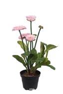 Bellis perennis, paquerettes artificielles en pot H 30 cm Rose pâle