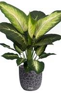 Dieffenbachia artificiel H 60 cm, grandes feuilles, D 57 cm