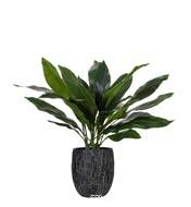 Aspidistra artificiel en pot, feuillage dense, H 75 cm, D 71 cm