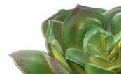 Succulente artificielle ronde en tige H 15 cm D 10 cm