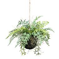 Kokedama plante artificielle fougère mixte D 25 cm