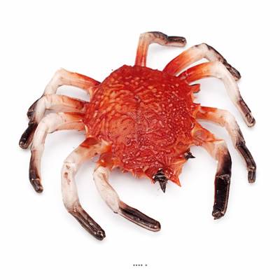 Araignee de mer artificielle en Plastique soufflé grande L 330x210 mm