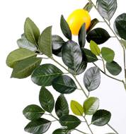 Superbe Branche de citronnier avec citron - 58 Feuilles - H 60 cm L 40 cm