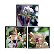 Tableaux Peinture X3 Orchidees L 40 x 2 50 x H 40 cm