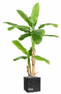 Bananier artificiel 2 troncs en pot H 180 cm  D 130 cm