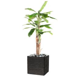 Bananier artificiel en pot 3 Troncs naturel H 240 cm Vert