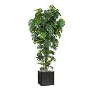 Superbe philodendron Monstera tropical haut 156 feuilles en pot H 280 cm top