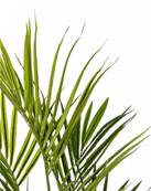 Palmier Kentia artificiel en pot H 140 cm 112 feuilles Vertes