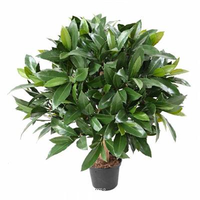 Laurier artificiel en pot boule sur son tronc pour extérieur H 50 cm Vert