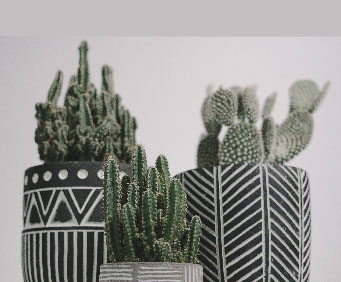 cactus artificiels