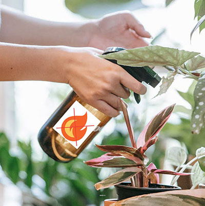 Traitement anti-feu M1 : produit et prestation - Plante de 0 à 25 cm