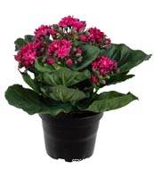 Kalancho artificiel en pot H20 cm adorable et trs dense Rose fushia