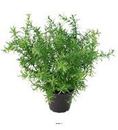 Asparagus artificiel Vert en pot H 30 cm trs dense