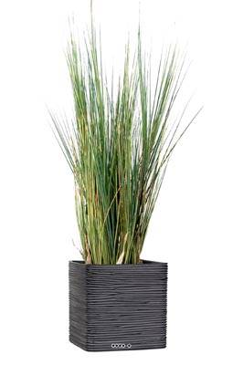 Isolepsis artificiel graminee Herbe d eau H 95 cm en pot