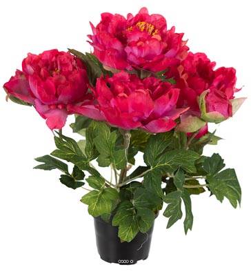 Pivoine artificielle en pot H 35 cm 4 fleurs et 2 boutons Rose fushia
