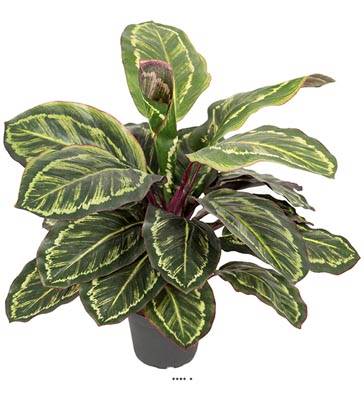 Maranta plante artificielle en pot H 48 cm très dense