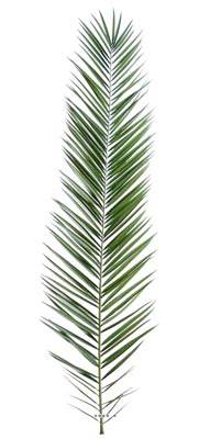 Feuille de palmier Phoenix artificielle en tergal H 225 cm Vert
